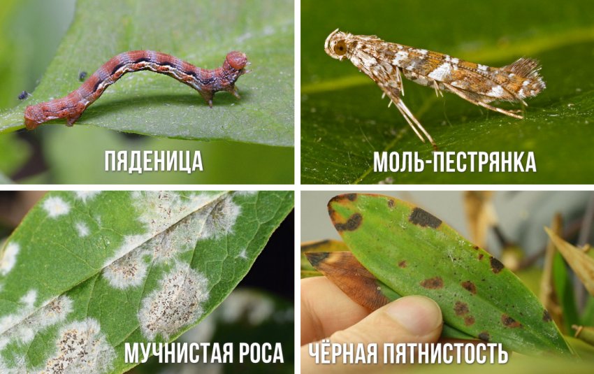 Хвороби та шкідники лохини Хвороби та шкідники лохини