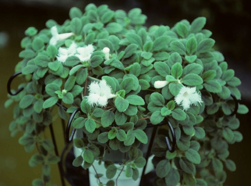 Dianthiflora (гвоздикоцветковая)