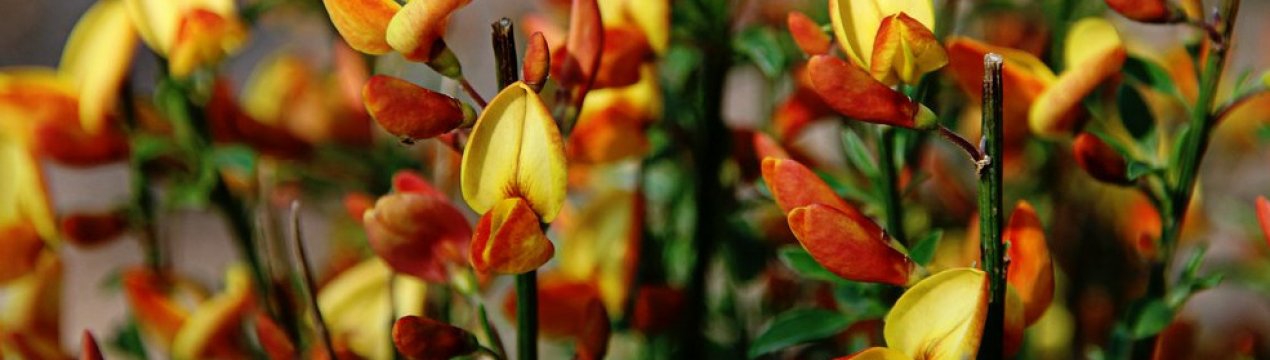 Терендра: особливості вирощування в Підмосков'ї