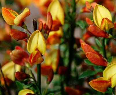 Терендра: особливості вирощування в Підмосков'ї