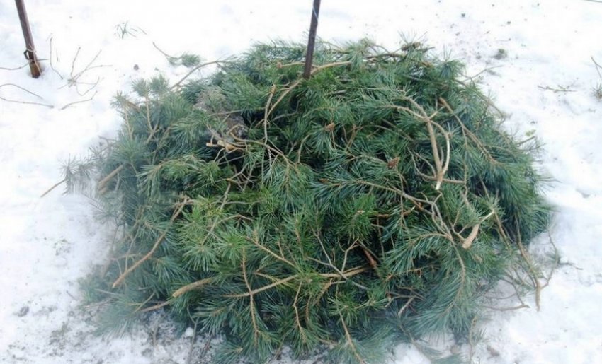 Укриття діцентри лапником