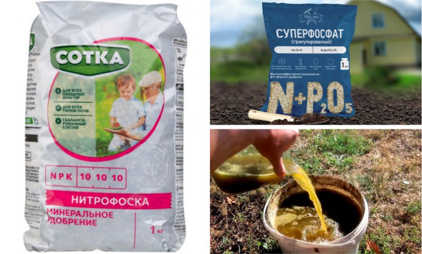 Подкормка дицентры Подкормка дицентры