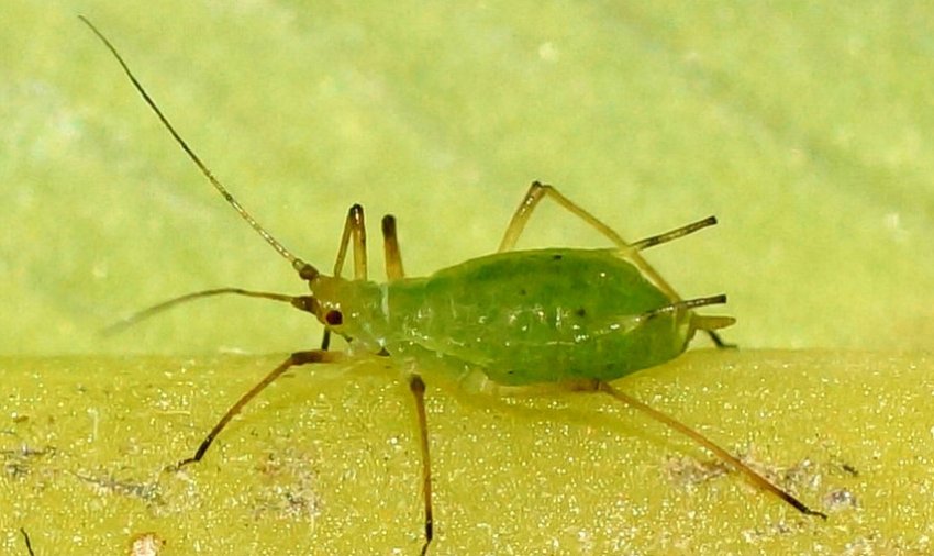 Попелиця Попелиця