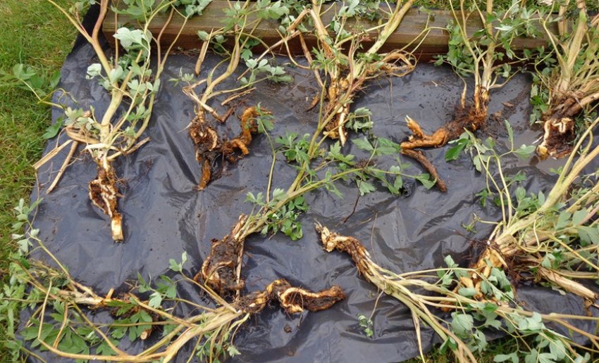 Ділення куща діцентри