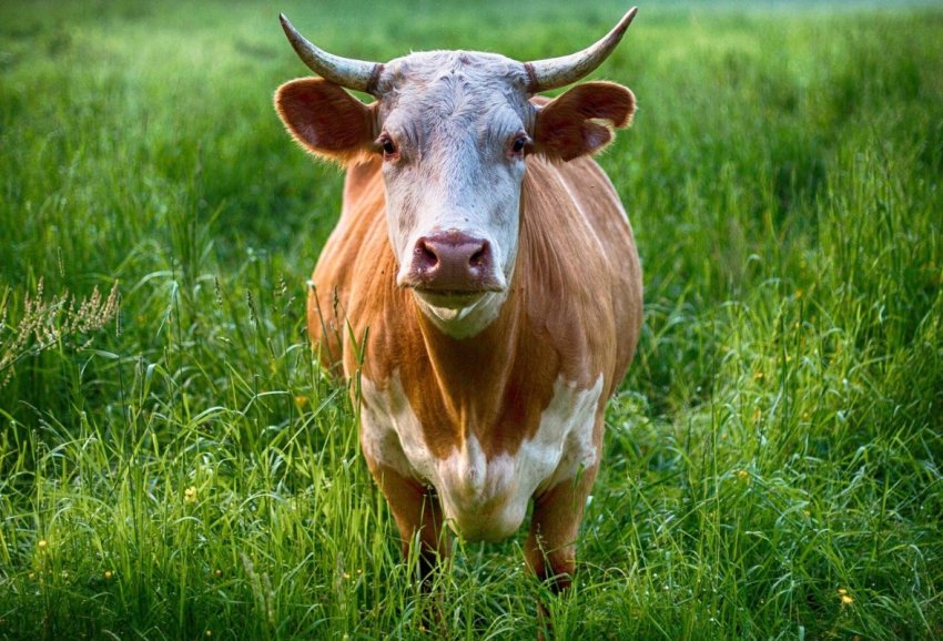 У Саратівській області збільшується виробництво молока У Саратівській області збільшується виробництво молока