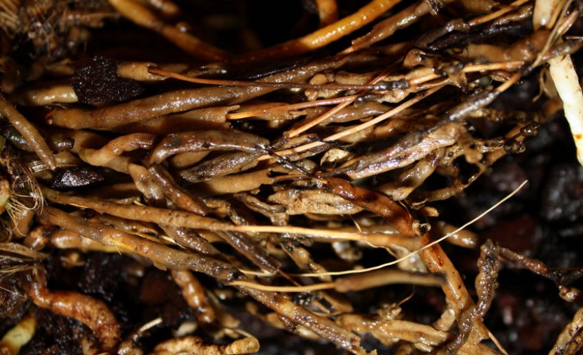 Коренева гниль діцентри