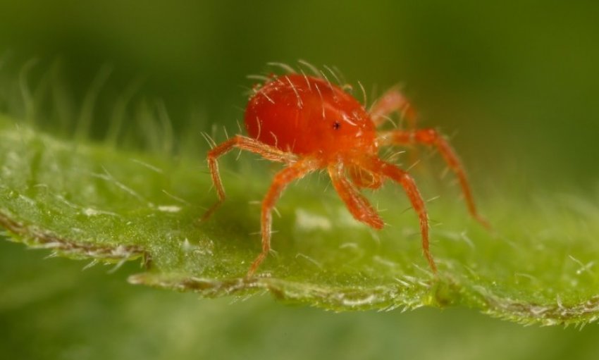 Павутинний кліщ Павутинний кліщ