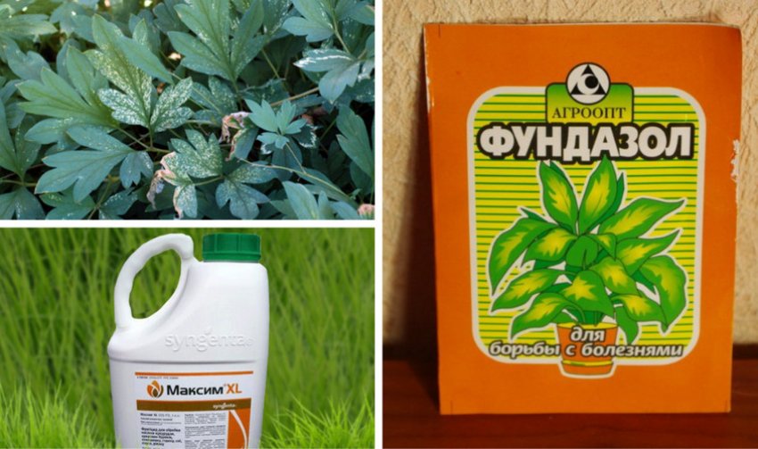 Боротьба з тютюновою мозаїкою діцентри