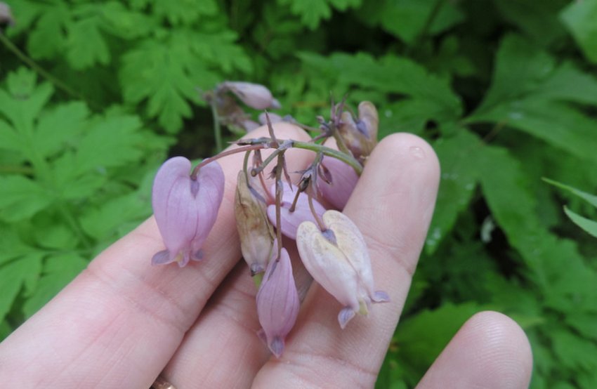 Мікоплазмова хвороба діцентри