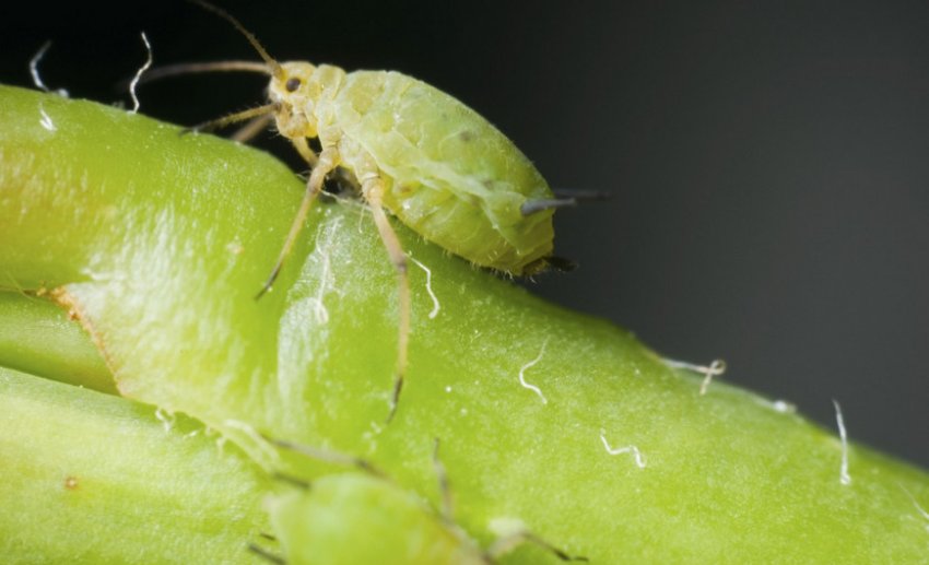 Тля на рослині