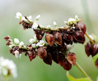 Що таке гречка і до якого сімейства вона належить