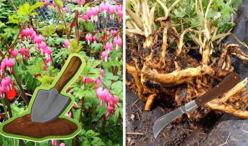 Розмноження поділом куща