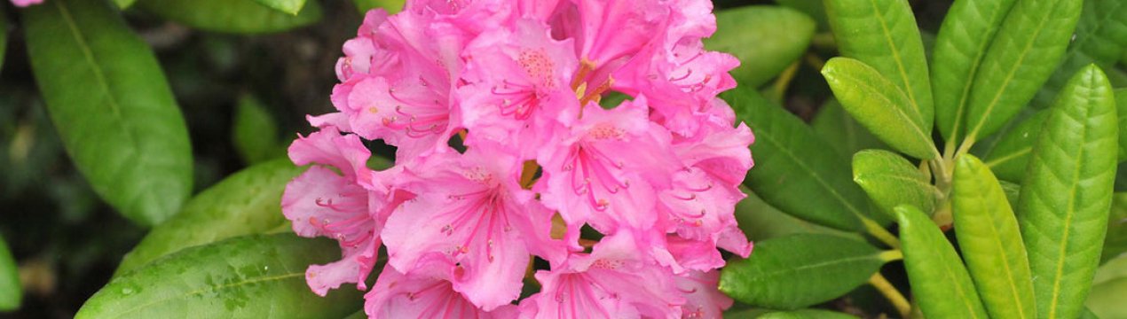 Посадження та догляд за рододендронами в Підмосков'ї