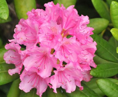 Посадження та догляд за рододендронами в Підмосков'ї