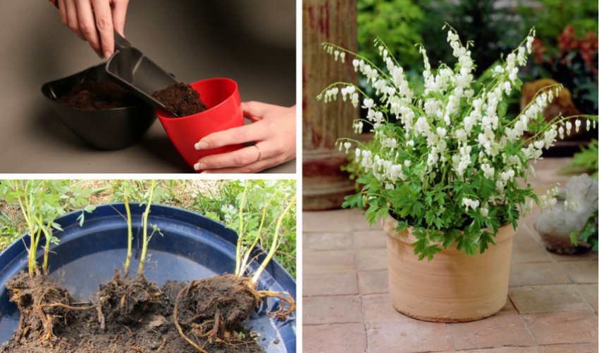 Посадка діцентри в горщок