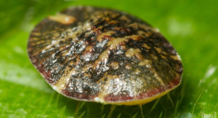 Щитівка Щитівка