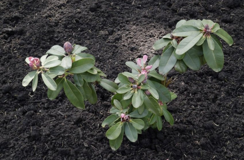 Посадка рододендрона Посадка рододендрона