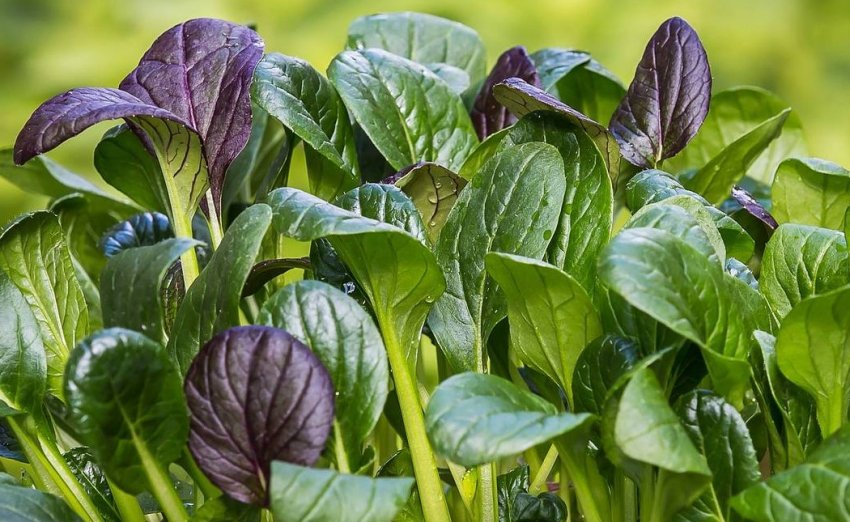 Турецьких фермерів навчать «шпинату» Турецьких фермерів навчать «шпинату»