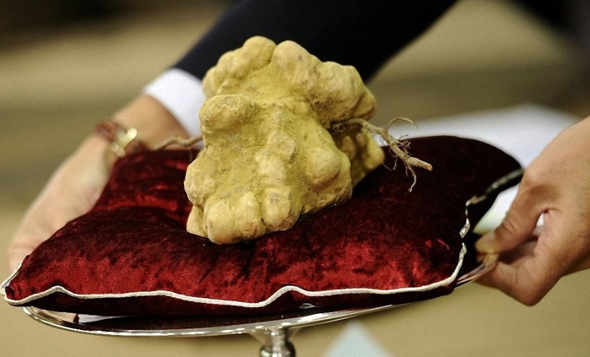 Німецький фермер організував вирощування трюфелів Німецький фермер організував вирощування трюфелів