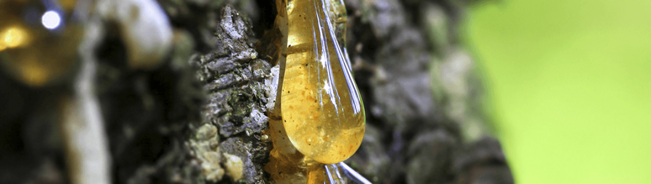 Користь і шкода кедрової смоли