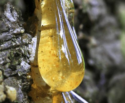 Користь і шкода кедрової смоли