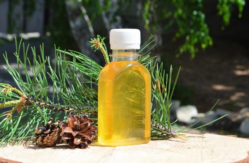 Живиця кедрова Живиця кедрова