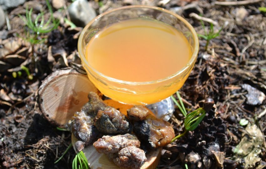 Живиця кедрова Живиця кедрова