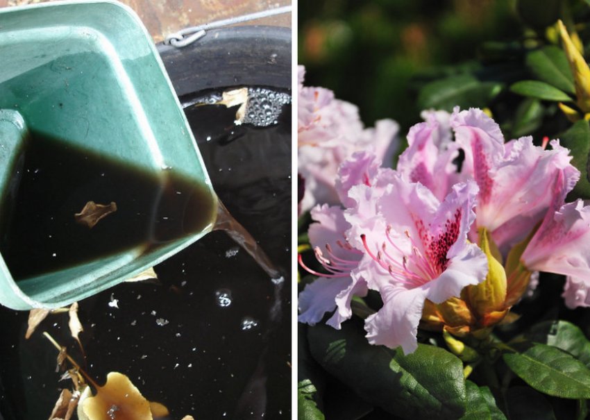 Підживлення рідкими добривами Підживлення рідкими добривами