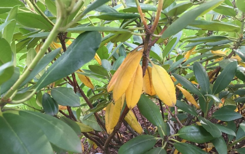 Пожовтіння листя у рододендрона Пожовтіння листя у рододендрона