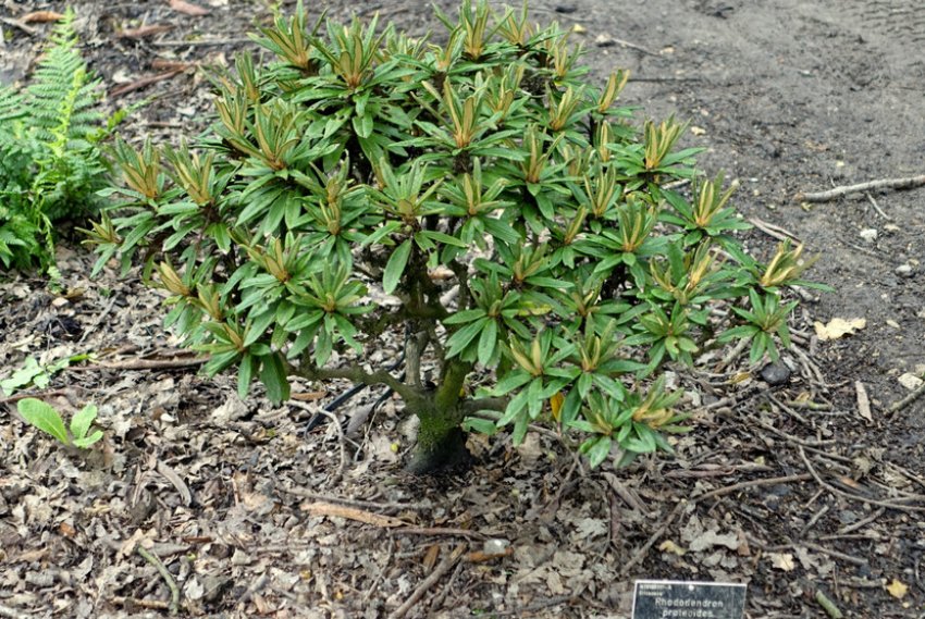 Мульчування рододендрона Мульчування рододендрона