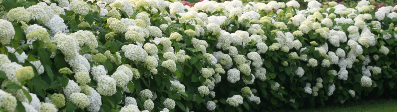 Фото та опис гортензії Інкредибл