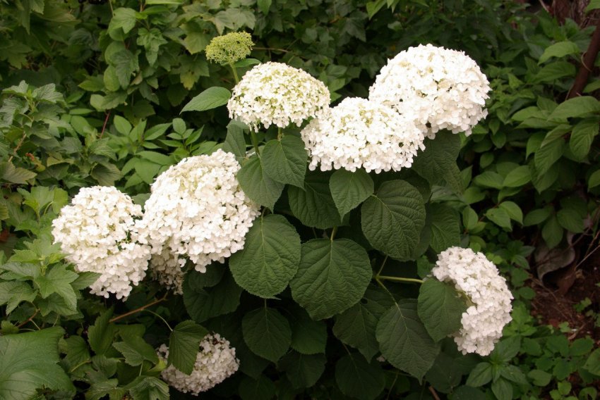 Гортензія Інкредібл