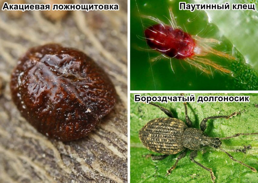 Шкідники рододендрона Шкідники рододендрона