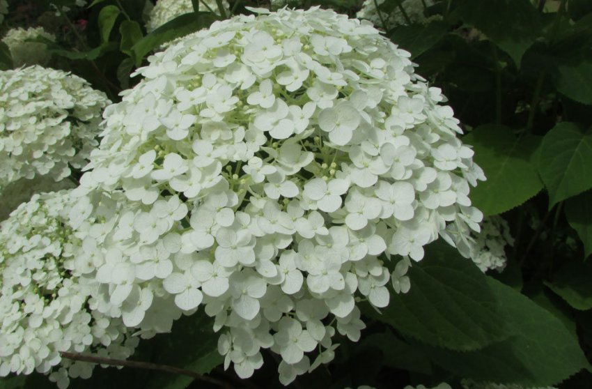 Гортензія Інкредібл