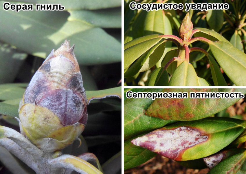 Хвороби рододендрона Хвороби рододендрона