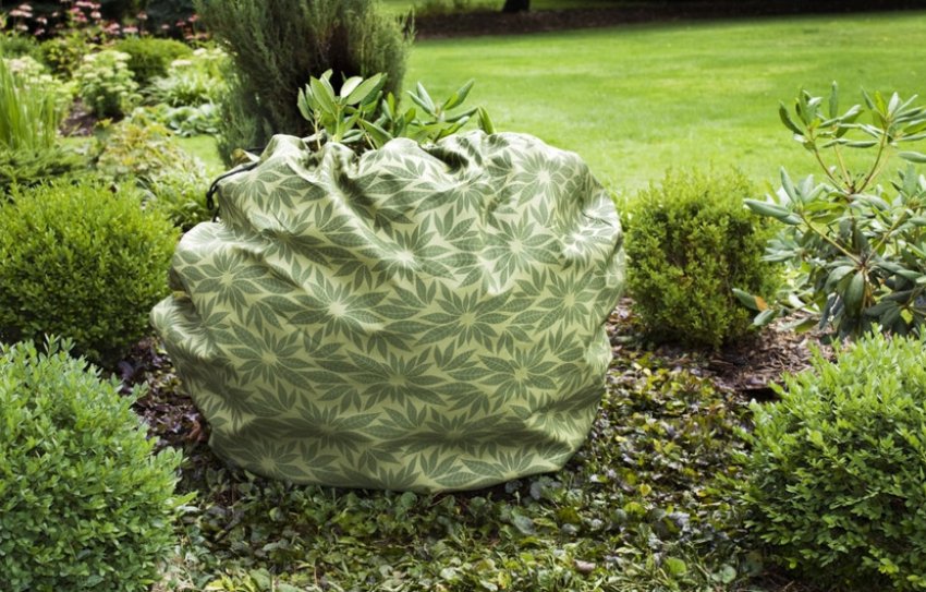 Укриття рододендронів на зиму Укриття рододендронів на зиму