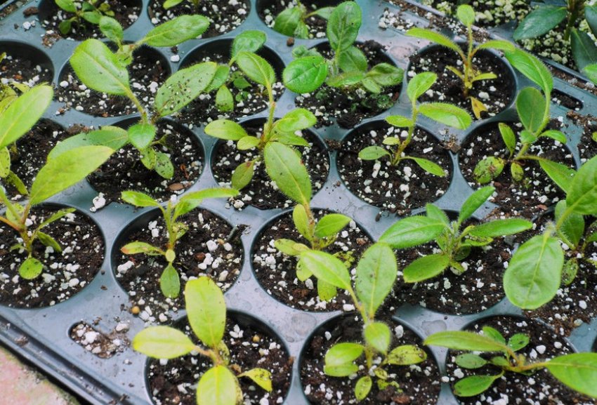 Розмноження рододендронів насінням Розмноження рододендронів насінням