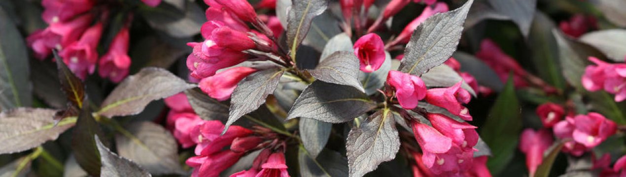 Описание и особенности выращивания вейгелы Эльвира