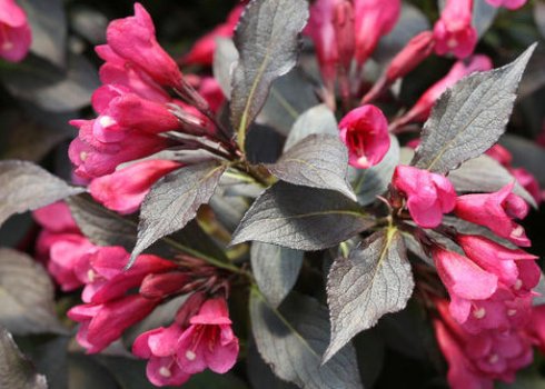 Описание и особенности выращивания вейгелы Эльвира