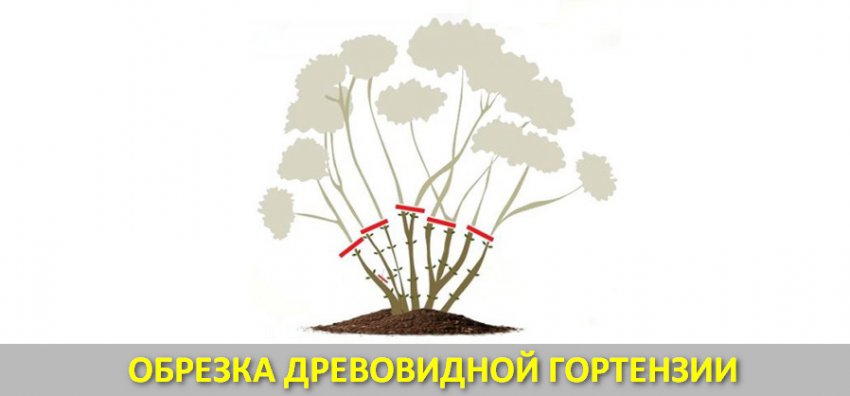 Омолодження куща гортензії