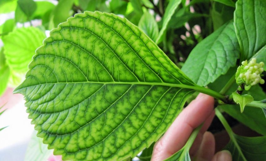 Хлороз гортензії