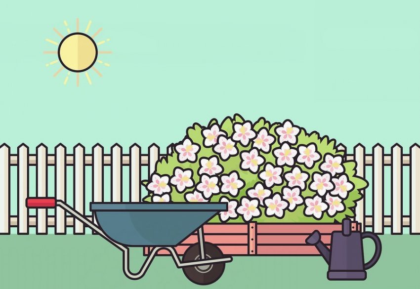 Место для посадки вейгелы Место для посадки вейгелы