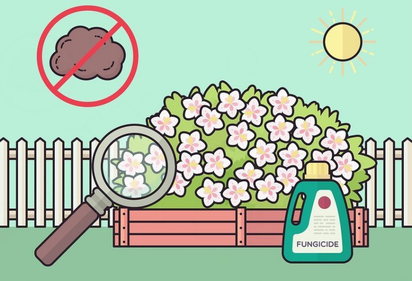 Защита от болезней и вредителей Защита от болезней и вредителей