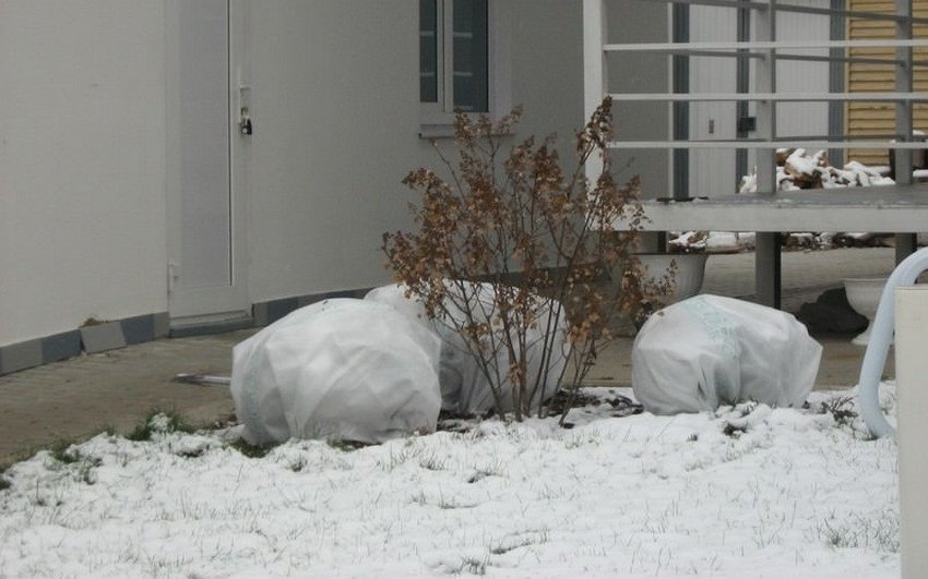 Зимовка вейгелы Зимовка вейгелы