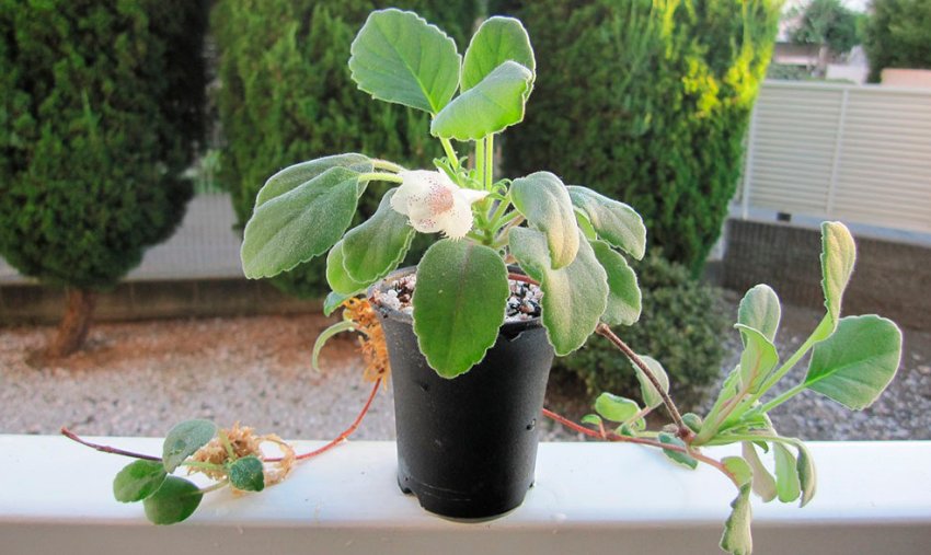 Вариегатная