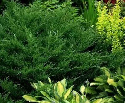 Готові схеми клумб з можжевеліком та іншими квітами та рослинами