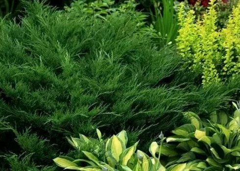 Готові схеми клумб з можжевеліком та іншими квітами та рослинами