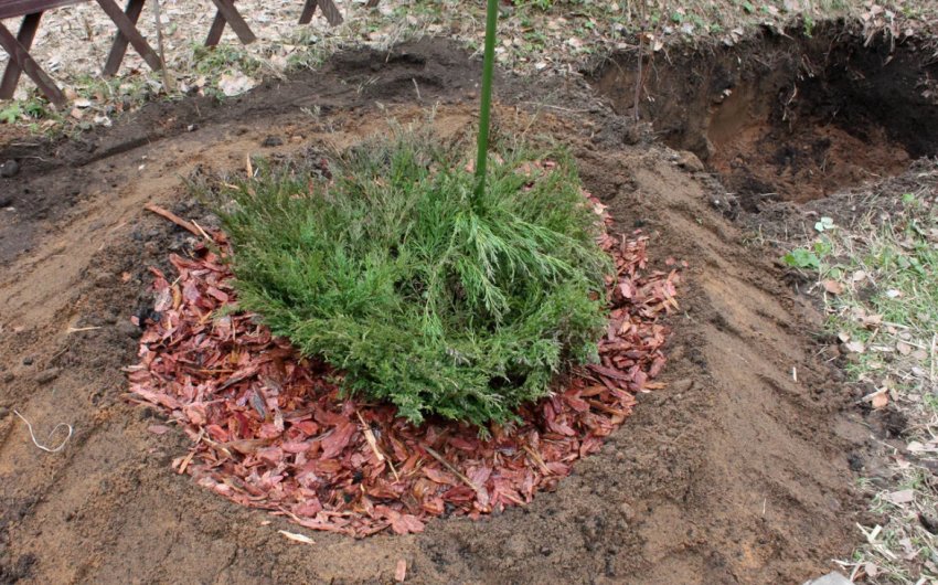 Мульчування можжевельника