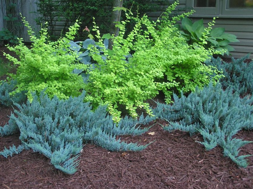 Можжевельник плазунячий