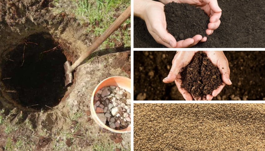 Посадка можжевельника